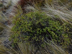 Veronica rakaiensis