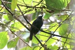 Thamnomanes schistogynus