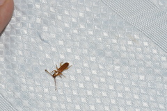 Smodicum cucujiforme