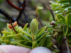 Veronica rakaiensis
