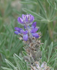 Lupinus kuschei