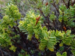 Veronica rakaiensis