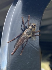 Proctacanthus milbertii