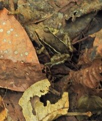 Lithobates pustulosus