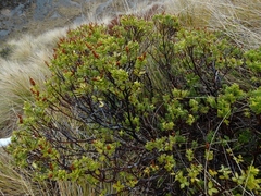 Veronica rakaiensis