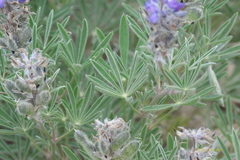 Lupinus kuschei