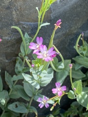 Epilobium glaberrimum