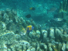 Pomacanthus navarchus