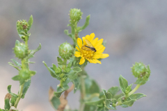 Grindelia hallii