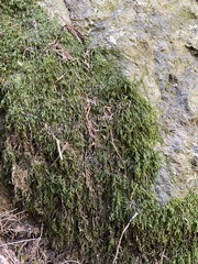 Thamnobryum