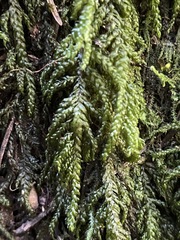 Thamnobryum
