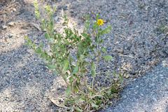 Grindelia hallii