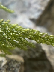 Thamnobryum