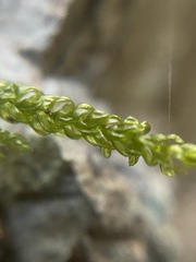 Thamnobryum