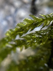 Thamnobryum
