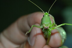 Neoconocephalus robustus