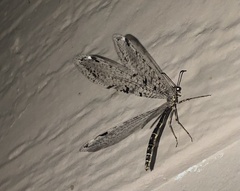 Dendroleon speciosus