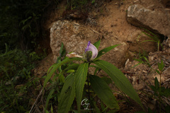 Strobilanthes sarcorrhiza