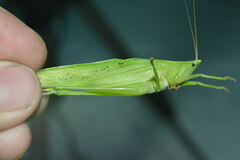 Neoconocephalus robustus