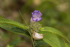 Strobilanthes sarcorrhiza