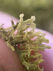Metzgeria pubescens