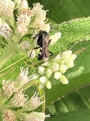 Lasioglossum coriaceum