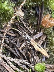Leptobunus
