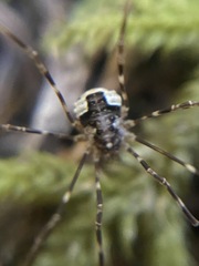Leptobunus