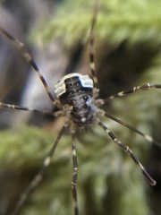 Leptobunus