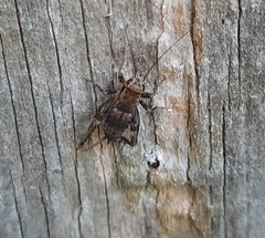 Allonemobius maculatus