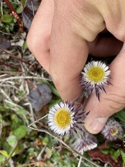 Erigeron eriocephalus
