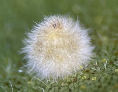 Caryomyia conoidea