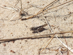Trimerotropis huroniana