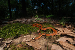 Sinomicrurus kelloggi