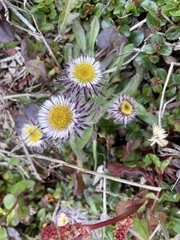 Erigeron eriocephalus