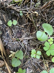 Neottia cordata
