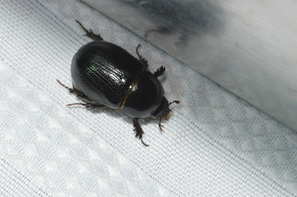 Relict Rhinoceros Beetle