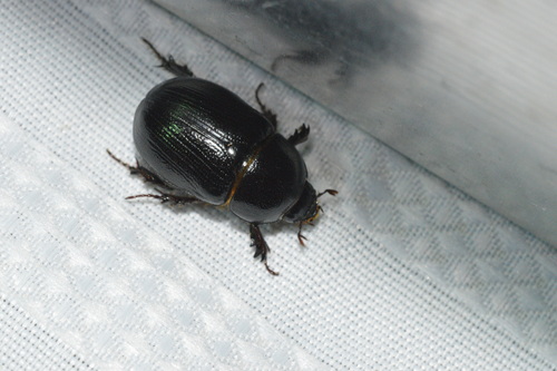 Relict Rhinoceros Beetle