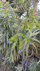 Echium candicans