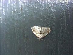 Trichophysetis cretacea