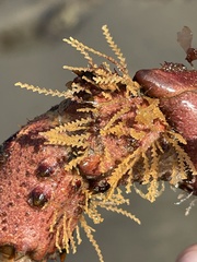 Sertularioidea