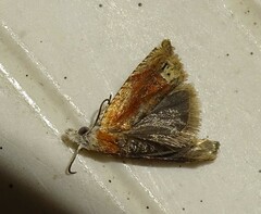 Eucosma raracana