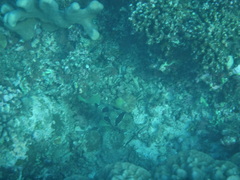 Diodon liturosus