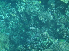 Diodon liturosus