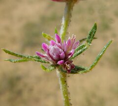Gomphrena flaccida
