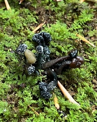 Hypomyces leotiicola