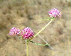 Gomphrena flaccida