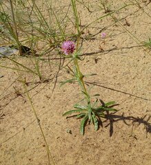 Gomphrena flaccida
