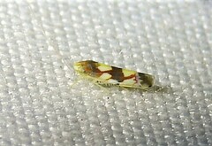 Erythroneura elegans