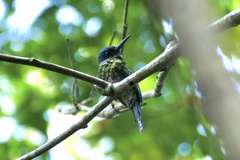 Galbula chalcothorax